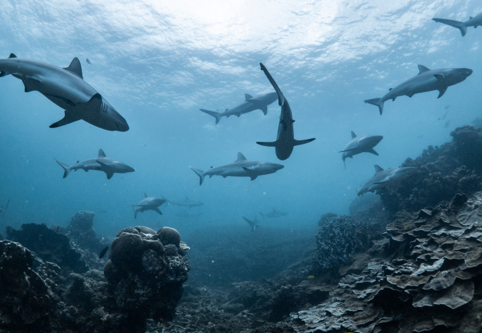 School of sharks underwater