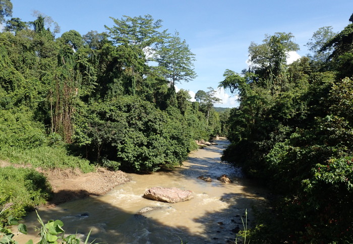 Rainforest stream