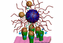 Mysterious molecular phenomenon could boost precision of targeted drug delivery