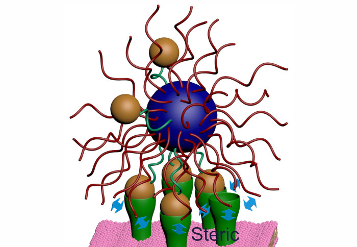 Drawing showing nanoparticle coated with ligands (green tethers and orange spheres) interacting with a receptor-coated surface (green funnels)