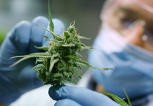 Cannabis pain insights and kidney disease discoveries: News from the College