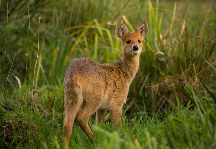 Chinese water deer among grass looks towards camera
