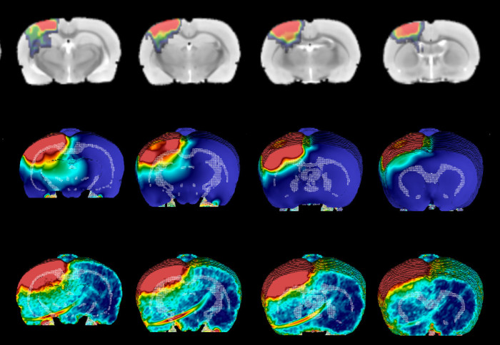 Imaging and computational models depicting the development of brain injury after a moderate impact on rat brains.