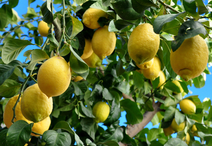 A lemon tree