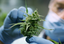 More evidence needed to back cannabis as pain treatment, says review