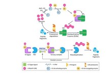 PROTACs, molecular glues and bifunctionals from bench to bedside