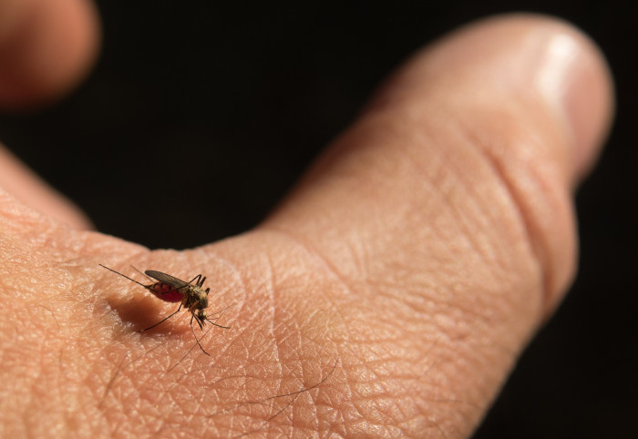 Mosquito on a hand