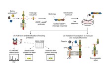 How to identify which proteases are cleaving a protein of interest 