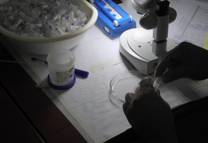 Malaria diagnosis via microscopy