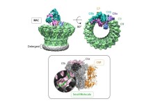 How structures of complement complexes guide therapeutic design