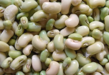 Pea flour helps malnourished children regain weight and restores gut bugs