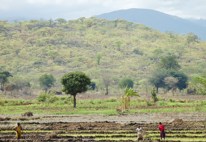 farmers in Tanzania