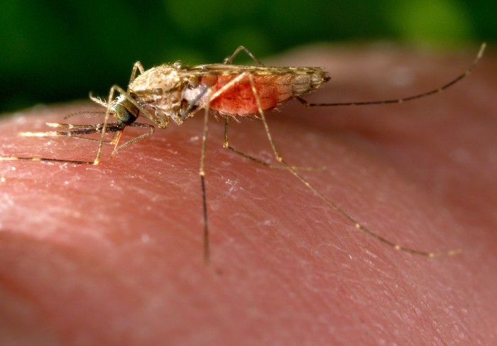 Mosquito on skin drinking blood meal