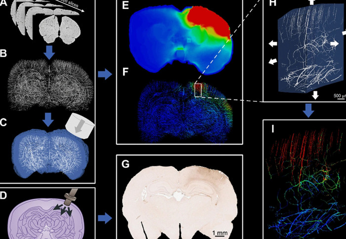 Various images of rat brains
