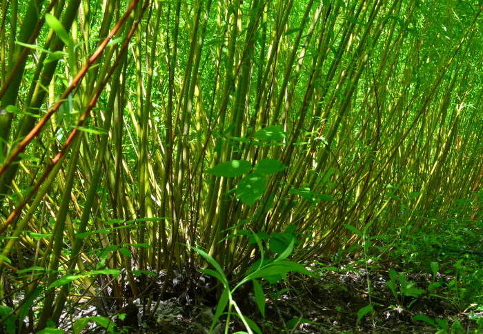 Photo shows willow plants growing at ground level. They are bunches of upright woody canes with green leaves sprouting from them. The ground is brown and earthy. Some sunlight is shining through.