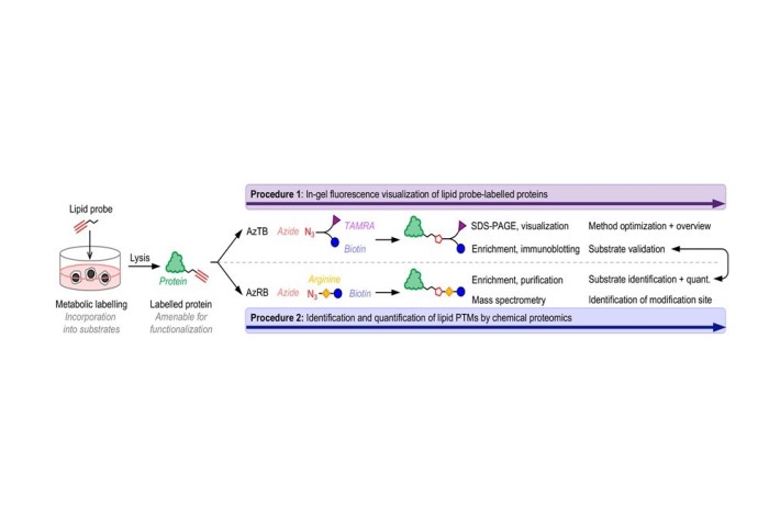 Proteomics workflow