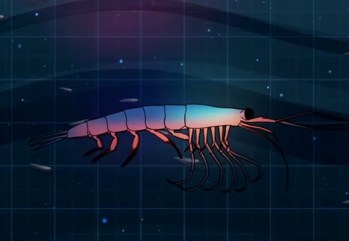 An illustration of a krill