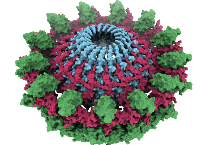 3D rendered image of outer-membrane core complex. It is crown-shaped