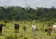 Nature-based solutions can mitigate impact of climate change on agriculture