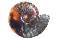 Rare Jurassic fossil reveals never-before-seen ammonite muscles in 3D