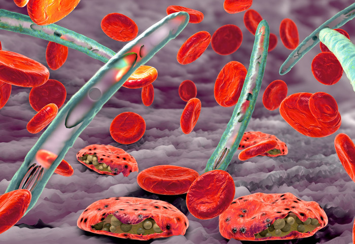 Malaria pathogen causing malaria illness and blood cells into blood circulation