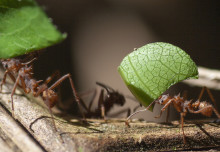 Tech inspired by ant colonies could keep goods moving during supply chain shocks