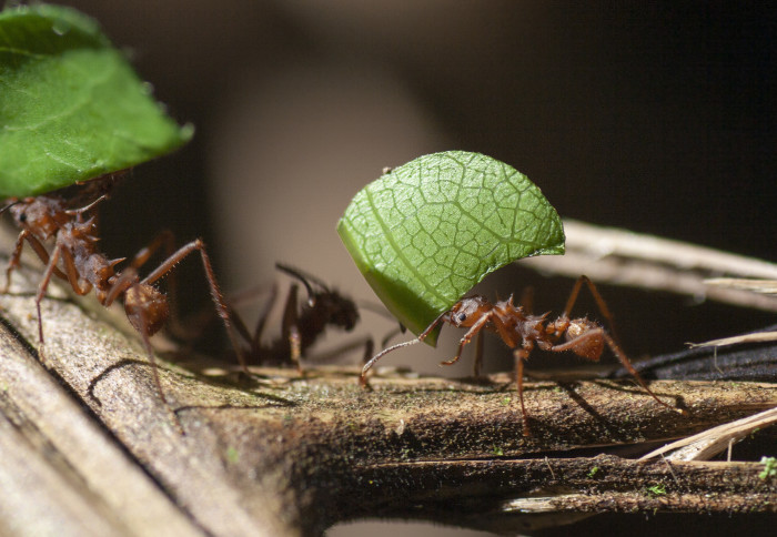 ant carrying leaves