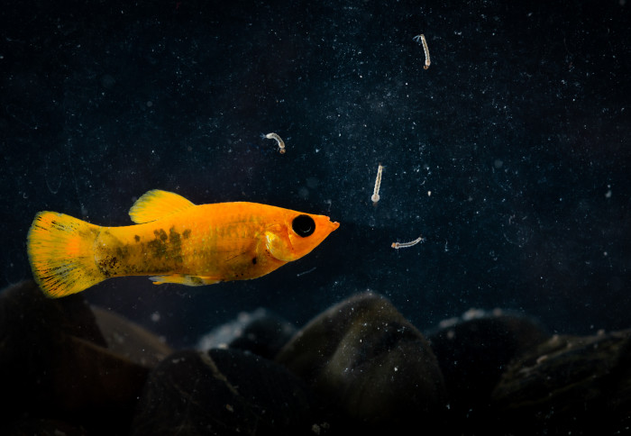 A fish swimming towards mosquito larvae