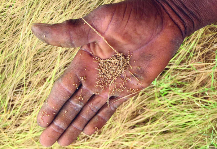 Hand holding grains above grass