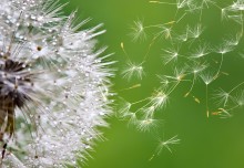 Engineers uncover secret ‘thinking’ behind dandelions’ seed dispersal