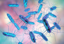 How can a human challenge study help tackle the global impact of Salmonella?