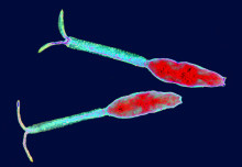 Parasite-detecting DNA biosensors offer new tool to tackle schistosomiasis
