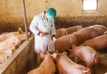Innovative test for pig infections will bring the diagnostic lab to the farm