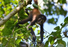 Silencing the symphony of one of the most biodiverse rainforests on the planet