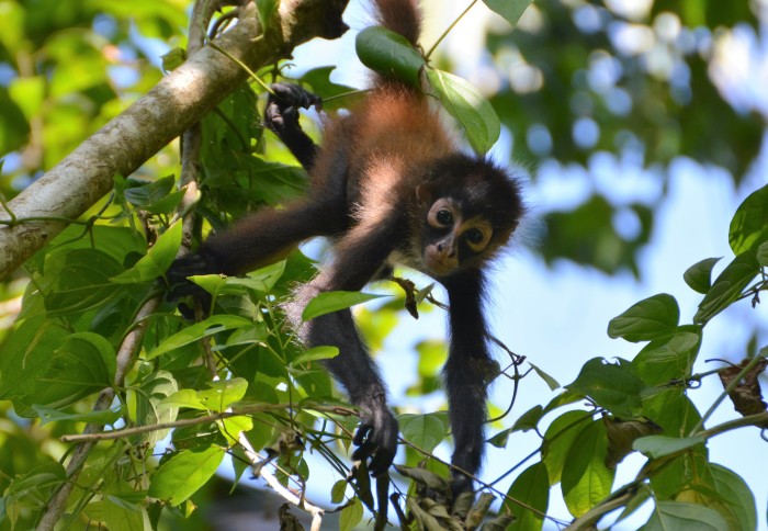 A spider monkey hangs from a tree