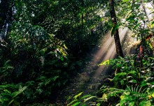 Forest carbon credits: report shows new ways to manage risks and returns