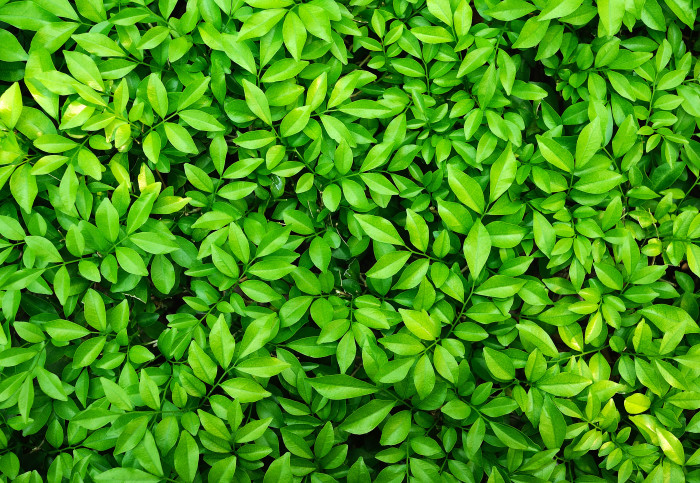 Close up of green hedge leaves