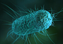 Understanding E coli’s evolution could lead to treatments for serious infections