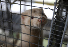 Could mink farms be the source of the next flu pandemic? 