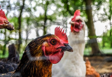 Gene-edited chickens show promise in fight against bird flu