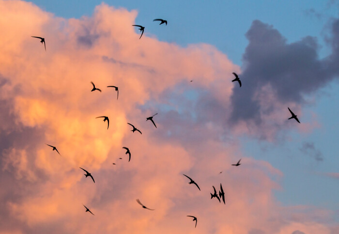 A group of swifts flying in front of a storm cloud