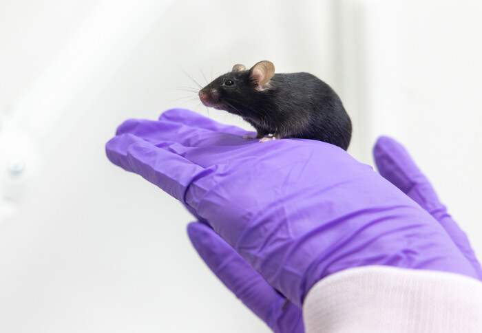 A black mouse standing on someone's gloved hand