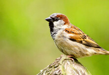 Morphine treatment and cheating sparrows: News from Imperial