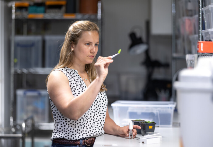 Postdoctoral Fellow Alice Malivert studying the effects of drought stress on plant leaves