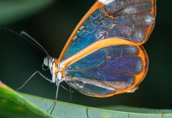 An insect with see through wings on a leaf