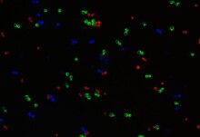 New molecular toolkit boosts useful molecule production from yeast communities 