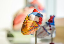 Novel heart model creates lifelike 4D images for better cardiac research