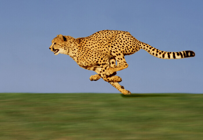 Photo from side of cheetah running at full speed