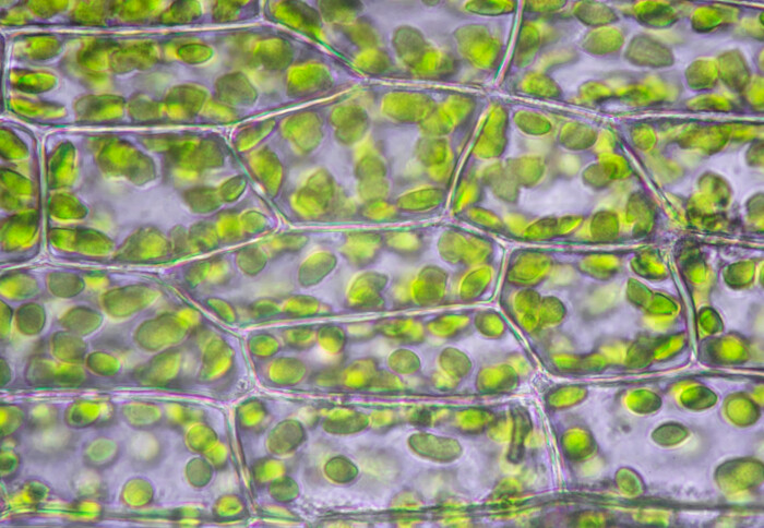 Chloroplasts in a leaf under a microscope