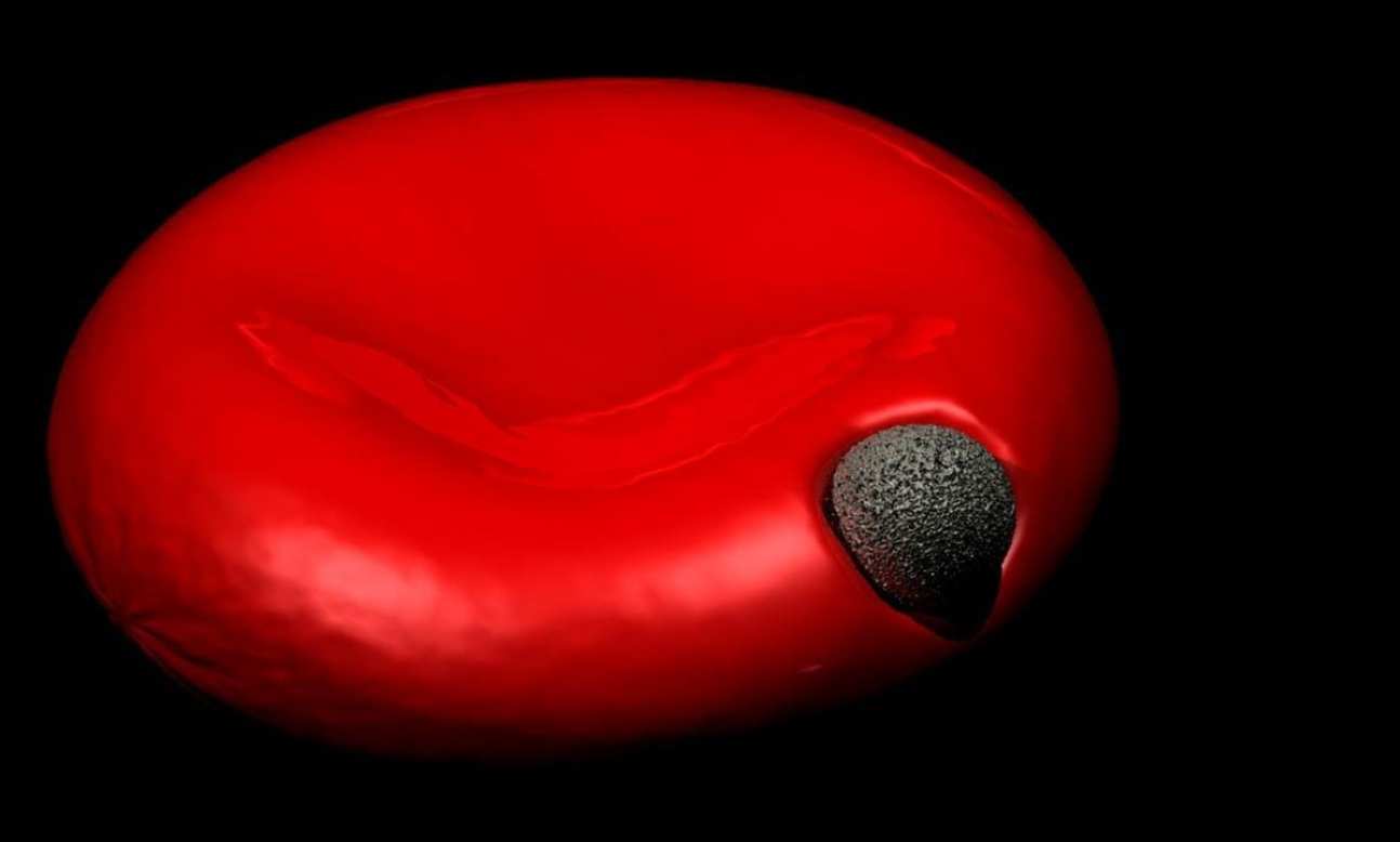 An illustration o a parasite infecting a red blood cell